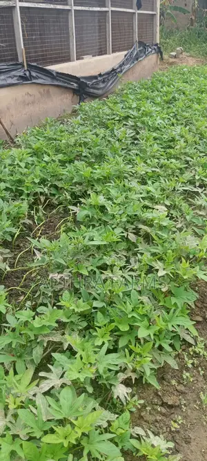 Sweet Potato Vines (Beaurigad Variety),(Cream Fleshed Sweet Potato