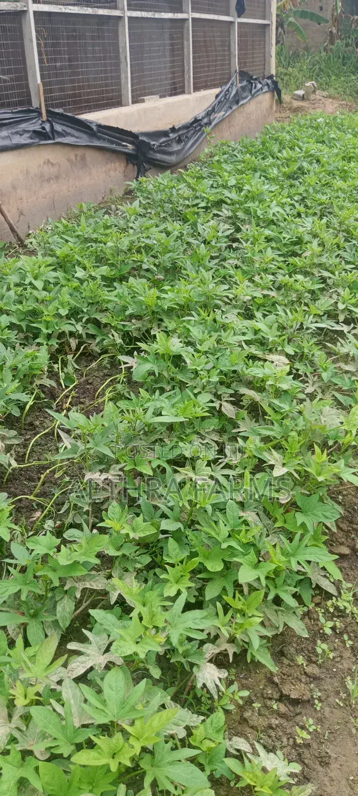 Sweet Potato Vines (Beaurigad Variety),(Cream Fleshed Sweet Potato