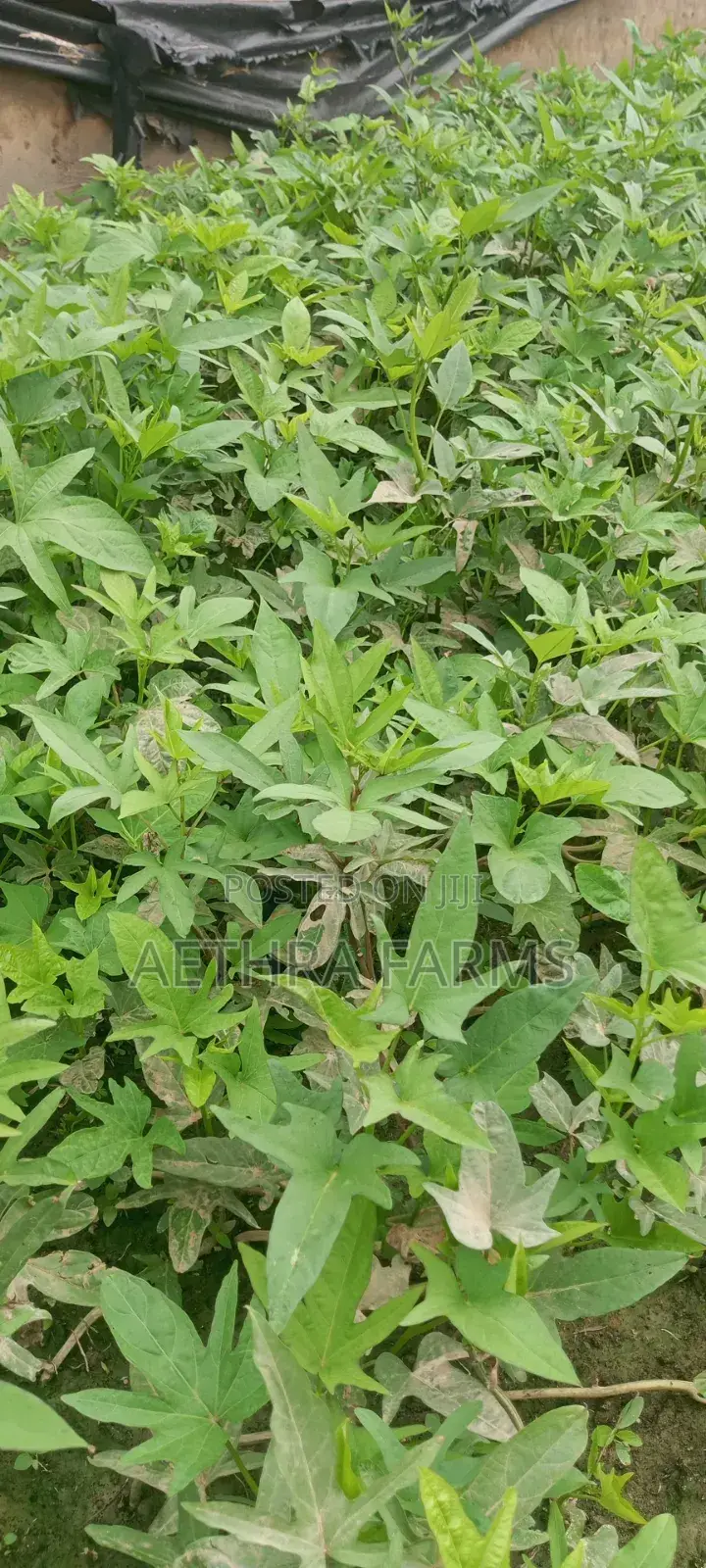 Sweet Potato Vines (Beaurigad Variety),(Cream Fleshed Sweet Potato