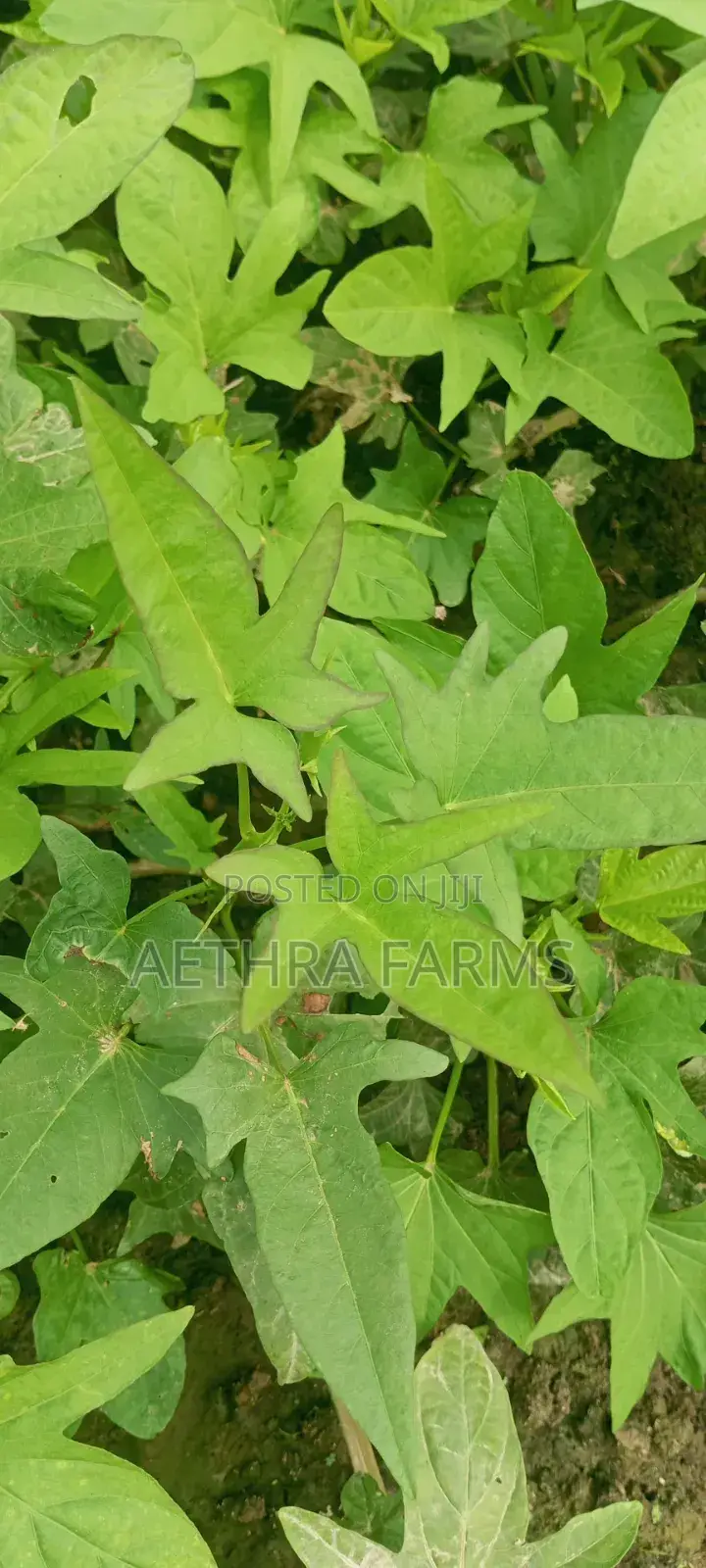 Sweet Potato Vines (Beaurigad Variety),(Cream Fleshed Sweet Potato