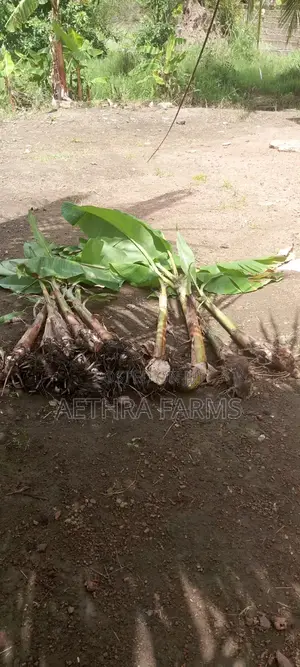 Healthy Plantain Suckers for Sale (High Yield Fast Growing)