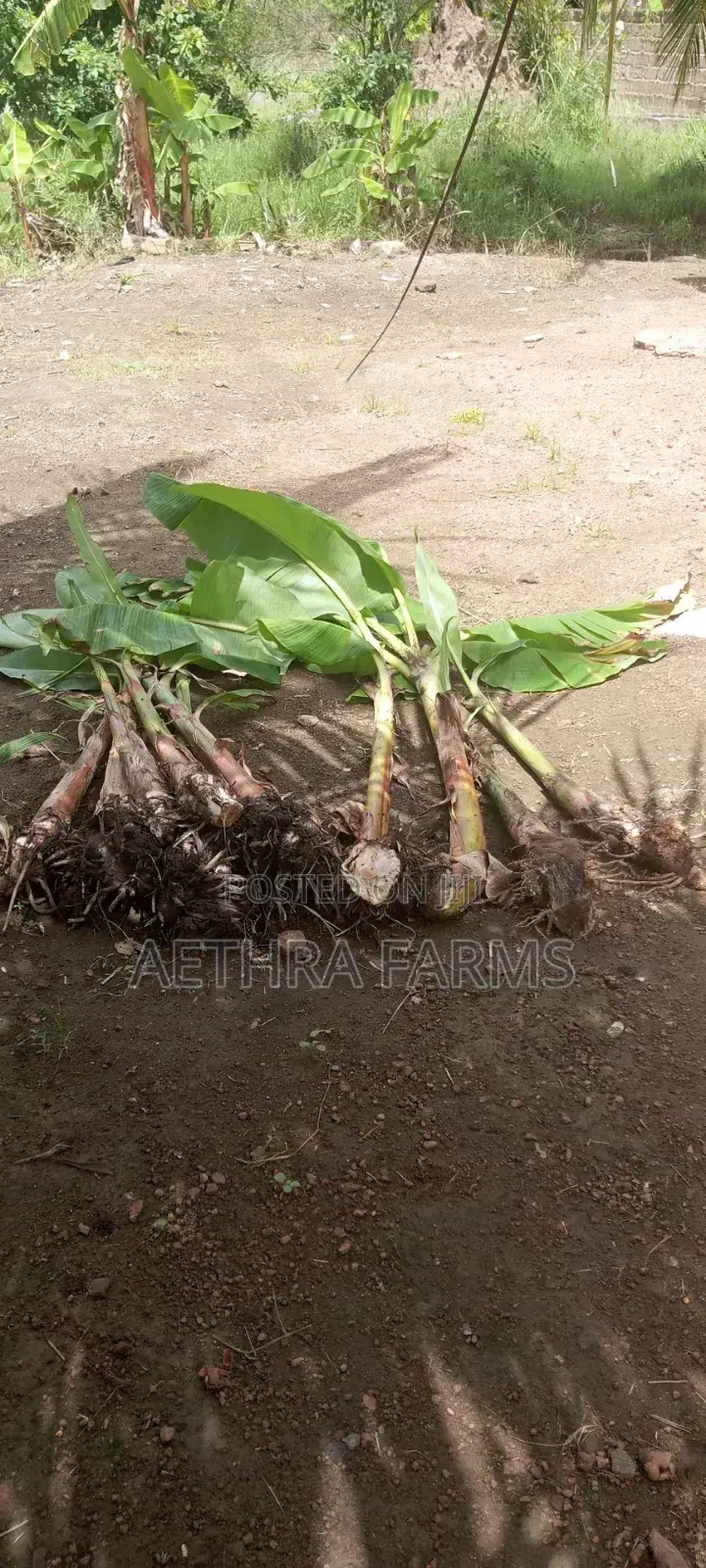 Healthy Plantain Suckers for Sale (High Yield Fast Growing)