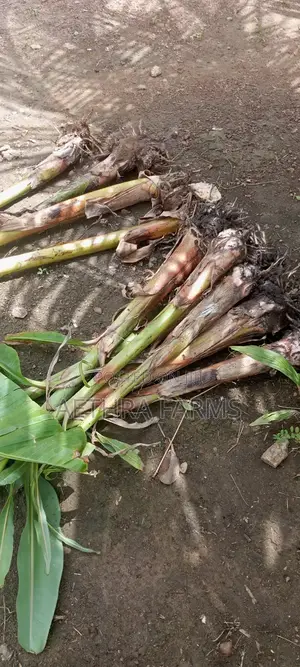 Healthy Plantain Suckers for Sale (High Yield Fast Growing)