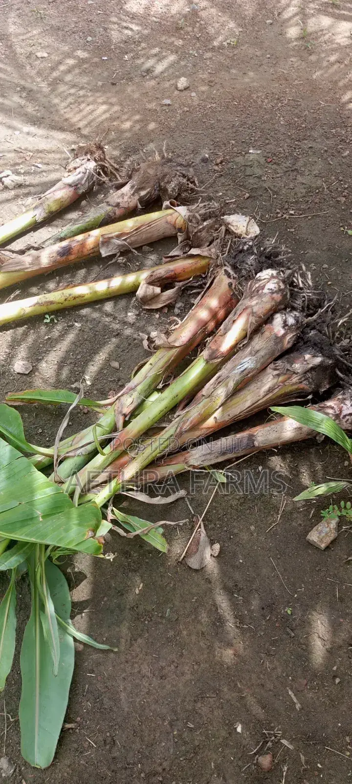 Healthy Plantain Suckers for Sale (High Yield Fast Growing)