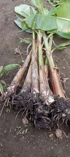 Healthy Plantain Suckers for Sale (High Yield Fast Growing)