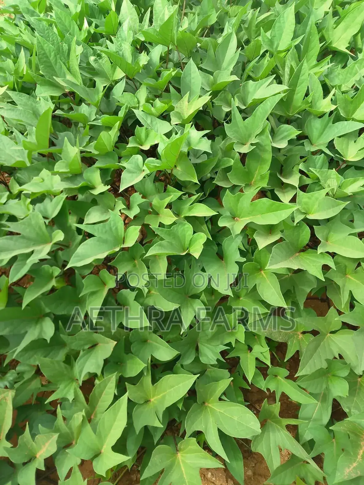 Sweet Potato Vines (Beaurigad Variety),(Cream Fleshed Sweet Potato