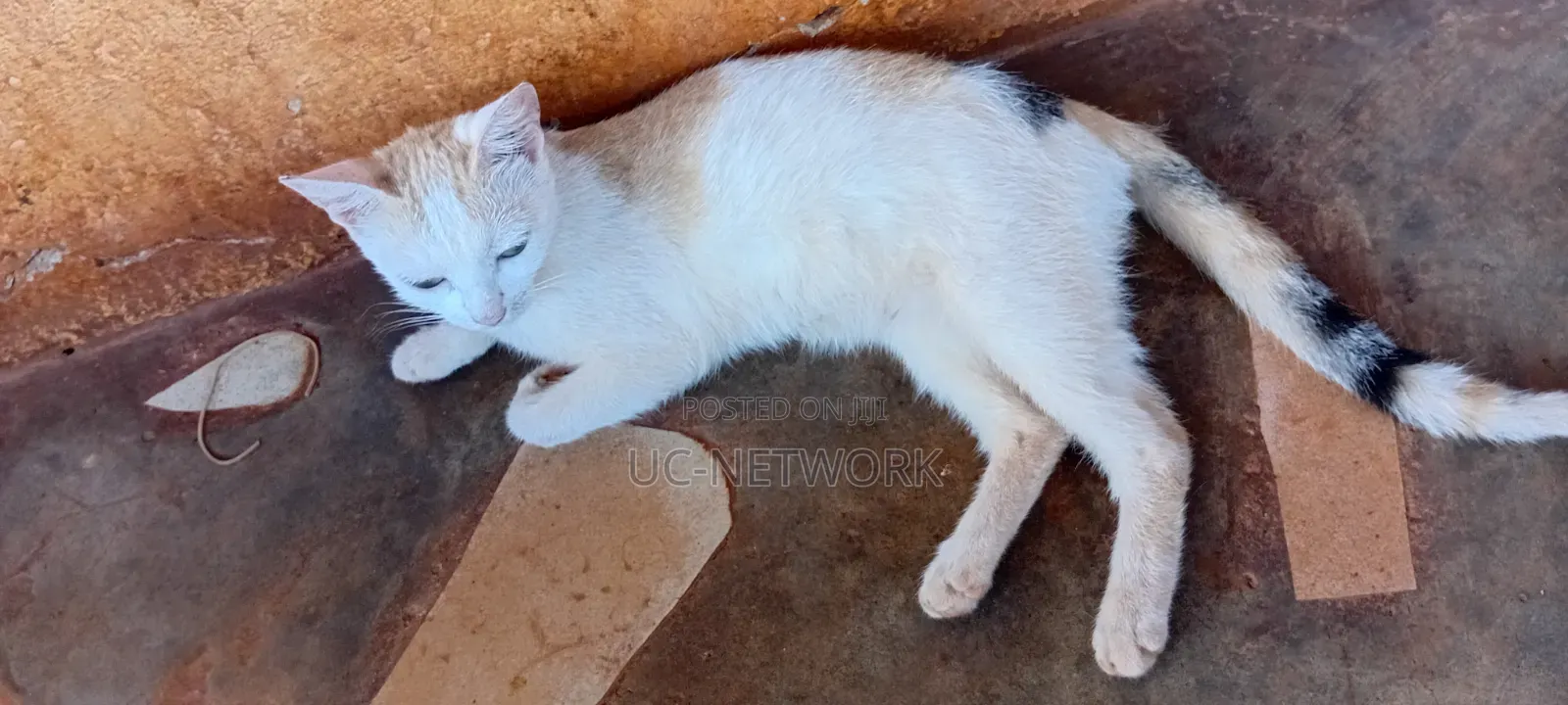 6-12 months Female Purebred Cat