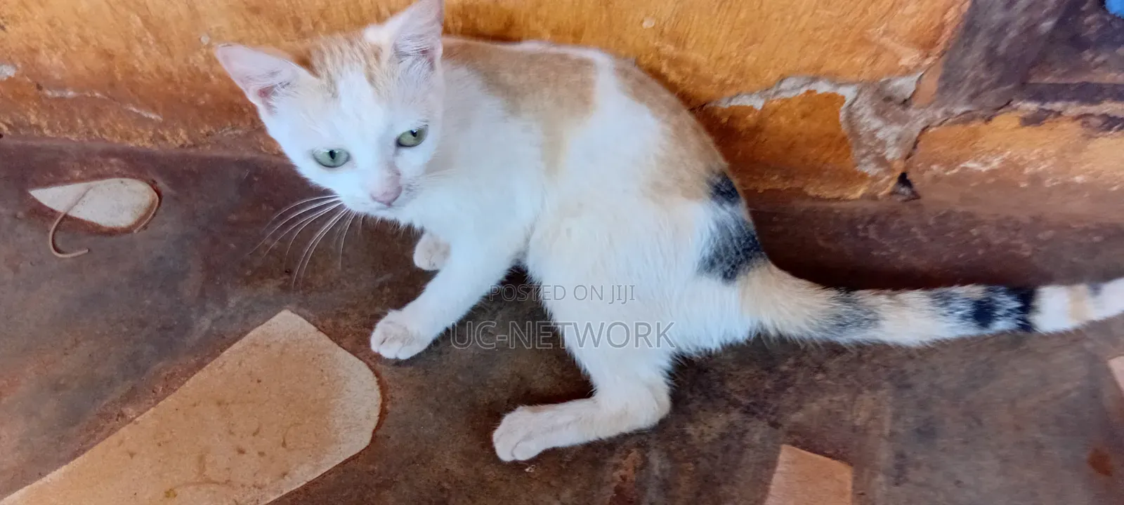 6-12 months Female Purebred Cat