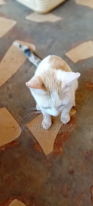 6-12 months Female Purebred Cat