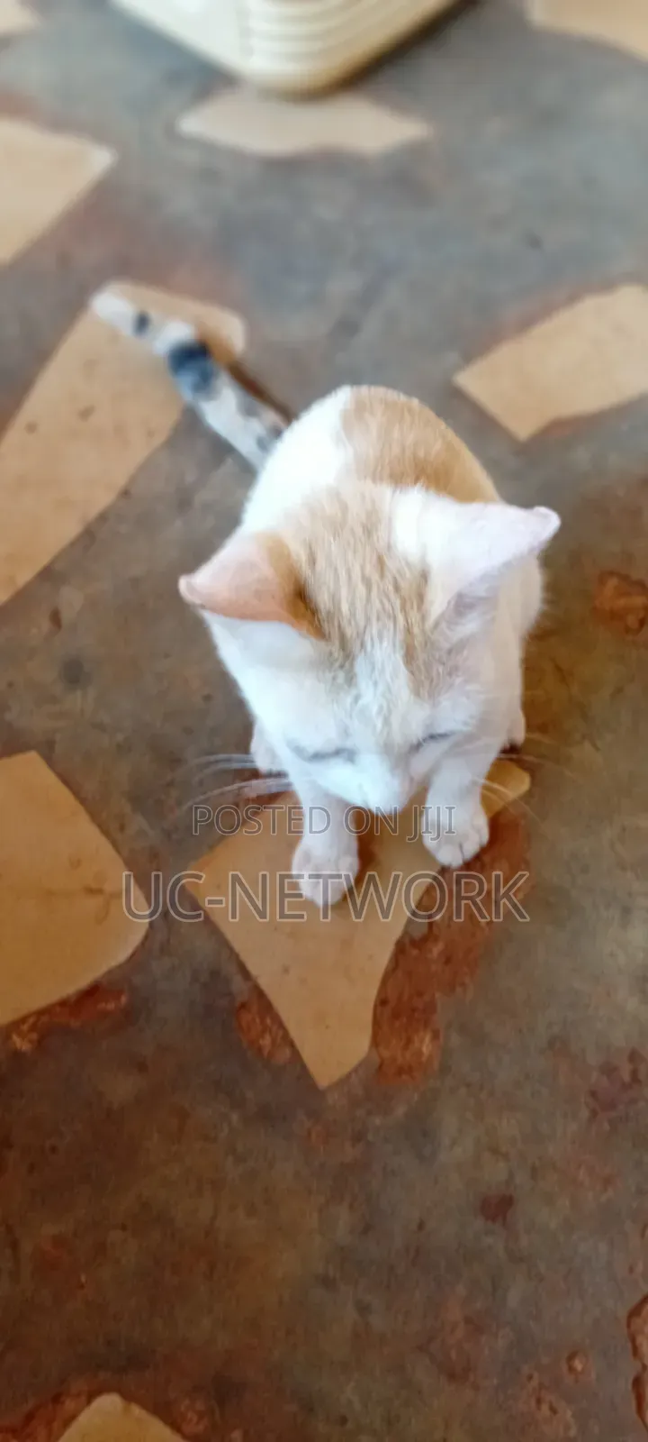 6-12 months Female Purebred Cat