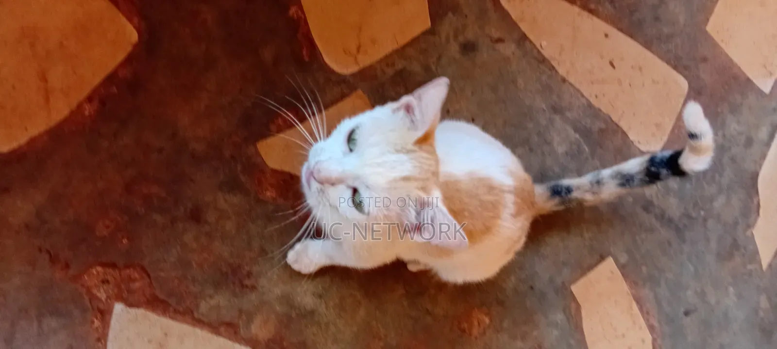 6-12 months Female Purebred Cat
