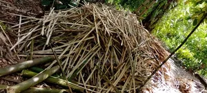 Bamboo Pegs Available for Sale