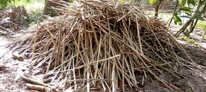 Bamboo Pegs Available for Sale
