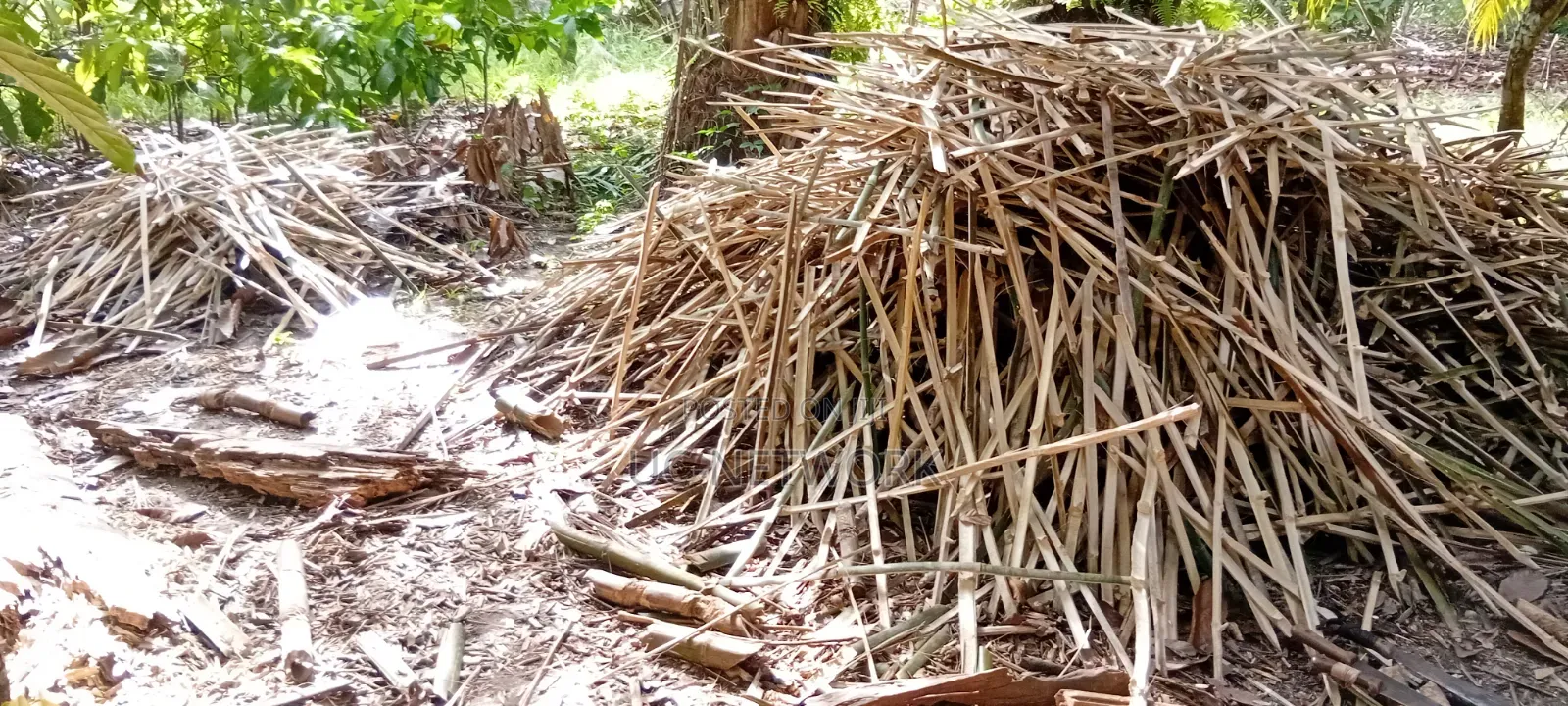 Bamboo Pegs Available for Sale