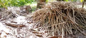 Bamboo Pegs Available for Sale