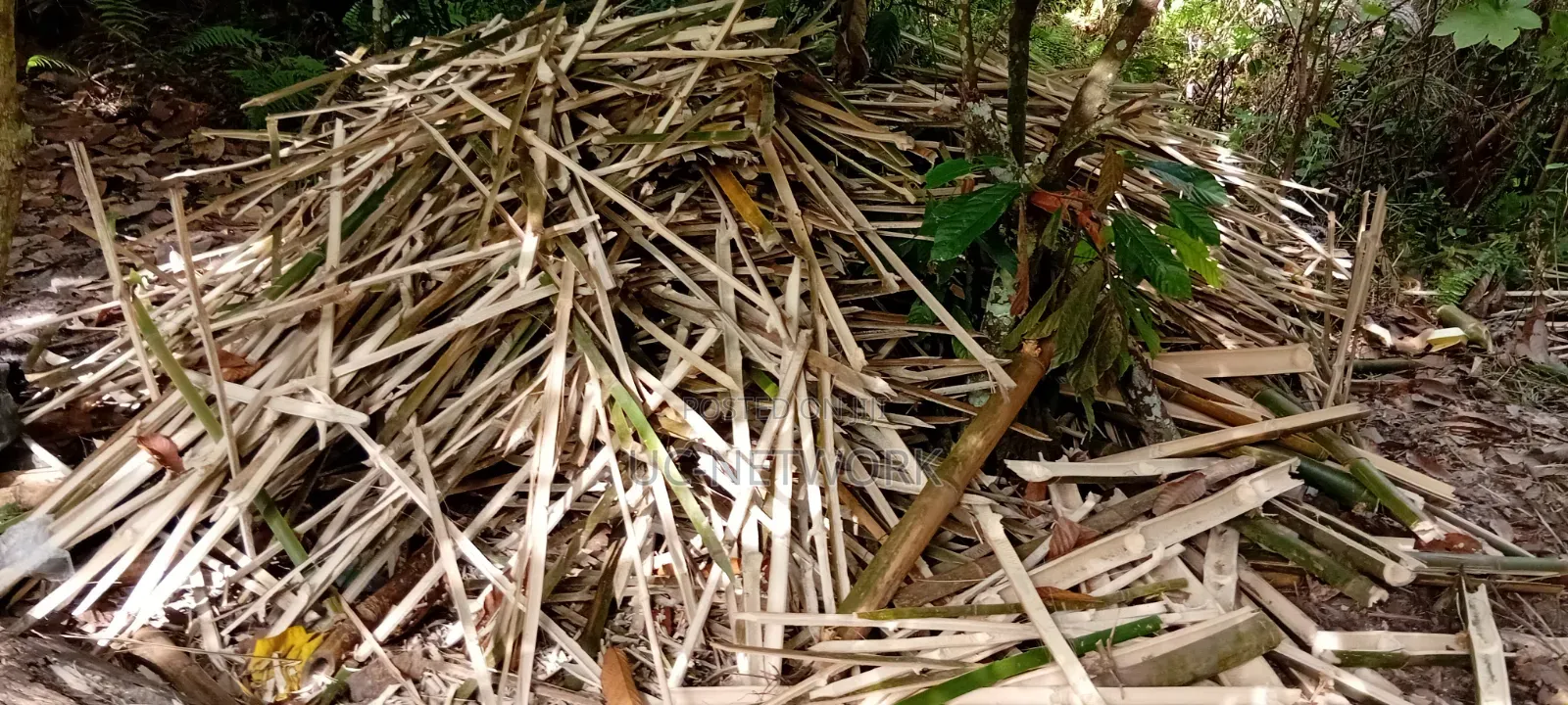 Bamboo Pegs Available for Sale