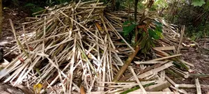 Bamboo Pegs Available for Sale