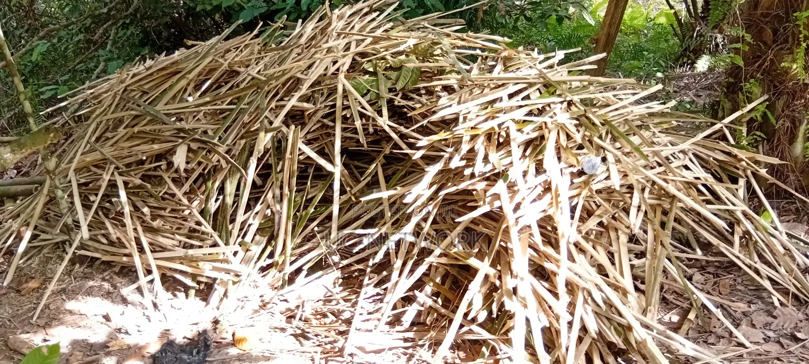 Bamboo Pegs Available for Sale