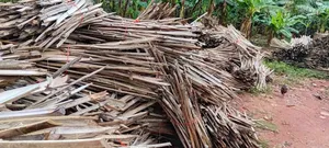 Bamboo Pegs for Plantation