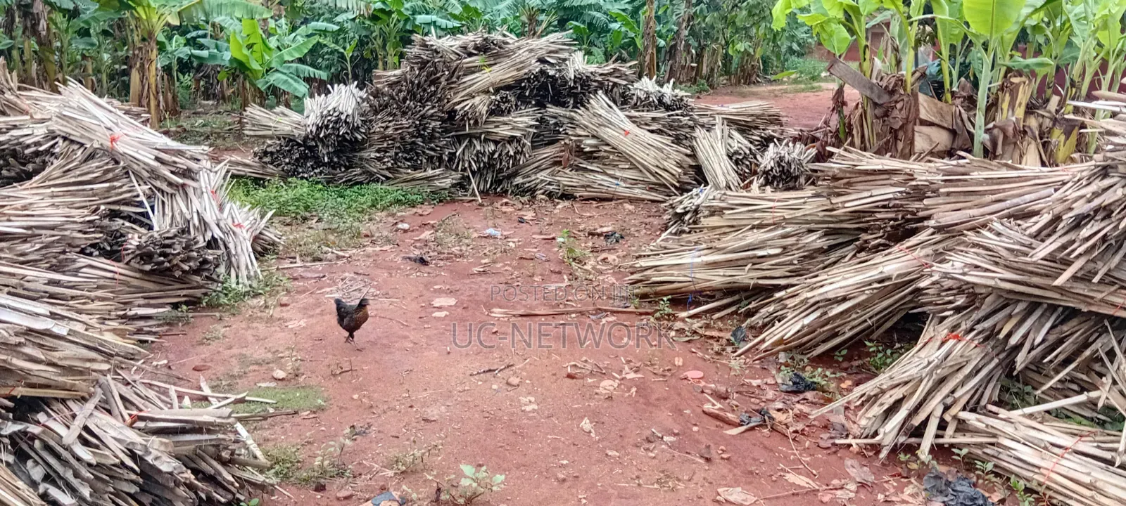 Bamboo Pegs for Plantation