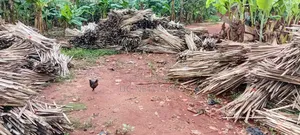 Bamboo Pegs for Plantation