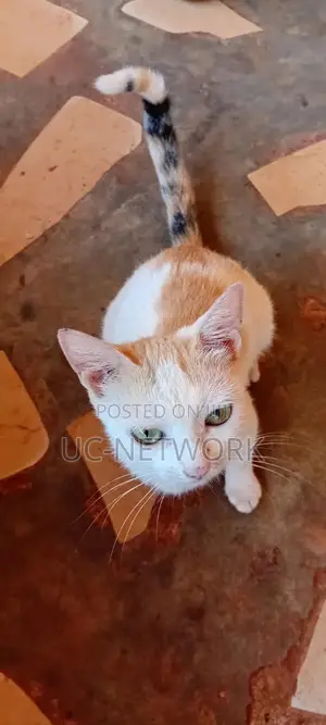 6-12 months Female Purebred Cat