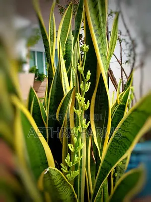Healthy Snake Plant (Sansevieria) With Vase