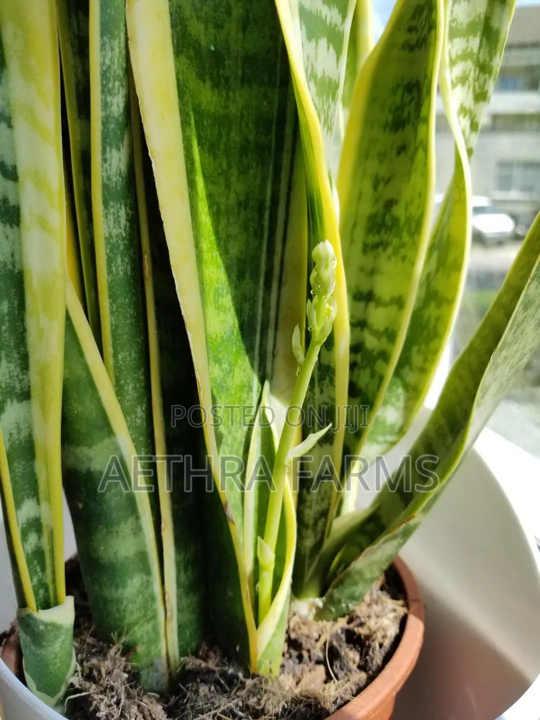 Healthy Snake Plant (Sansevieria) With Vase