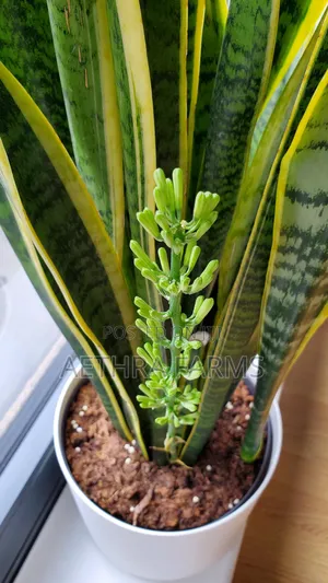 Healthy Snake Plant (Sansevieria) With Vase