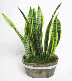 Healthy Snake Plant (Sansevieria) With Vase