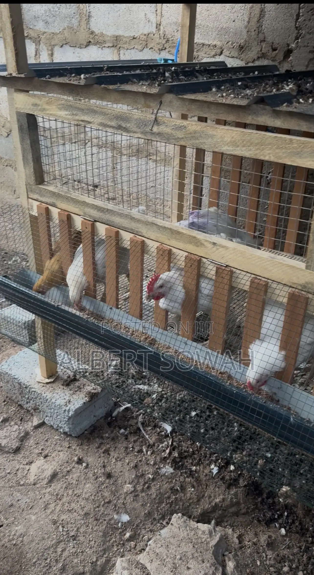 Backyard Chicken Coop