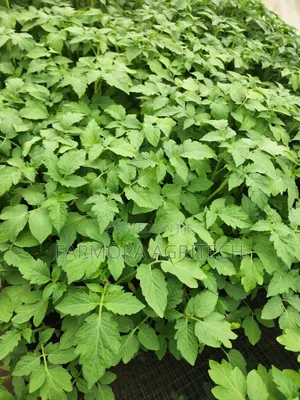 Tomatoes Seedlings 128 Cells for 200