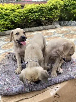 1-3 months Male Purebred Boerboel