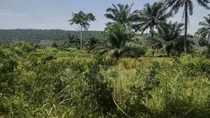 50acres of Mango Farm Land for Sale at Agomeda