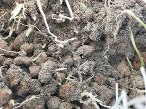 Ginger Rhyzoms/Seeds