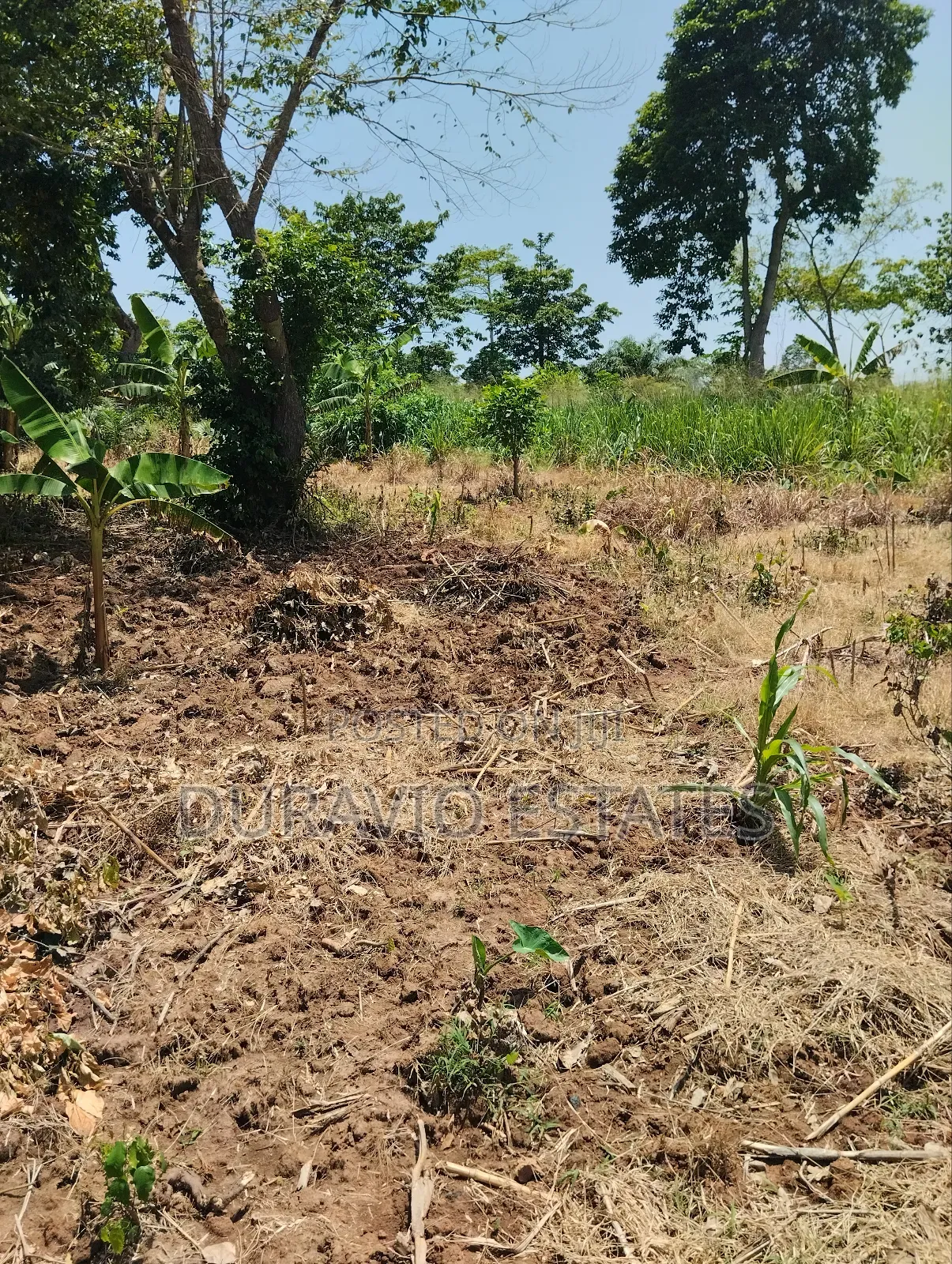 Full Plot in Atwima Foase