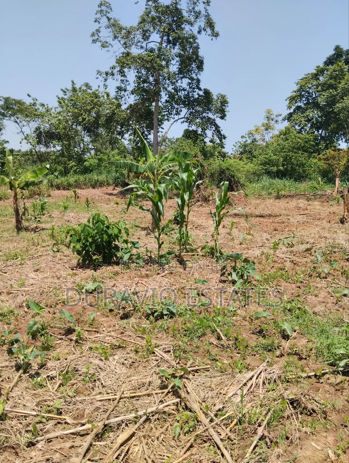 Full Plot in Atwima Foase
