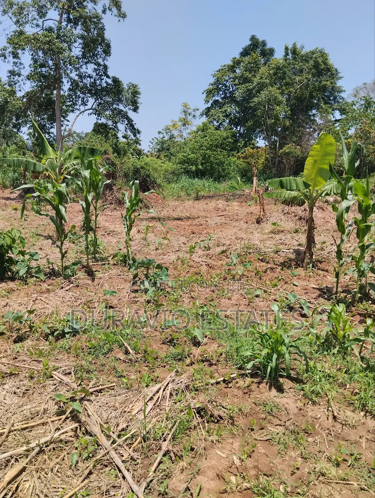 Full Plot in Atwima Foase
