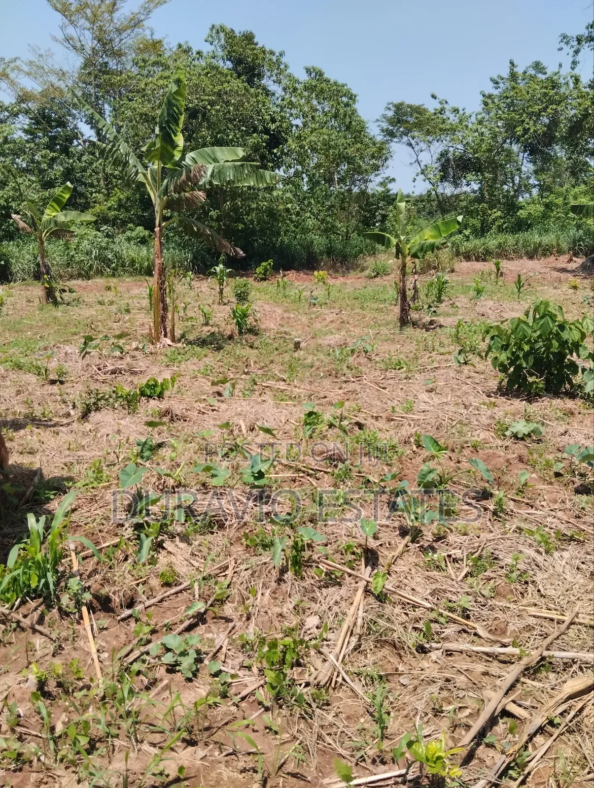 Full Plot in Atwima Foase