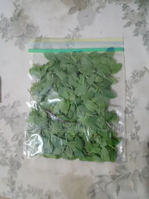 Natural Organic Spearmint Leaves and Seedlings Exotic Breed