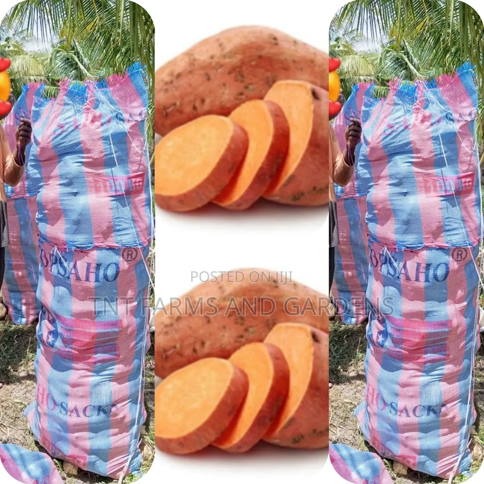 Orange Fleshed Sweet Potato (Beauregard)