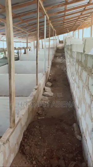 Farm Land With Pigs
