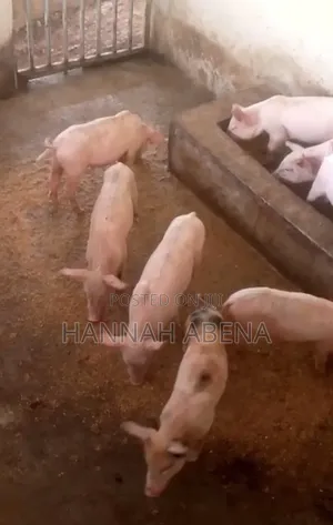 Farm Land With Pigs