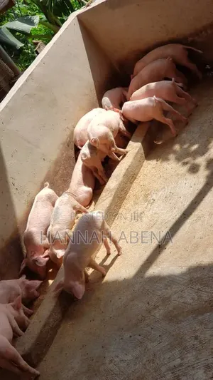 Farm Land With Pigs