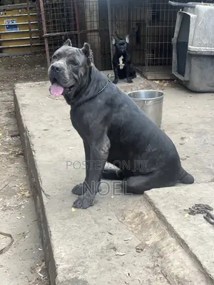 1+ year Male Purebred Cane Corso