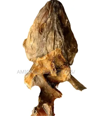 Stockfish Head