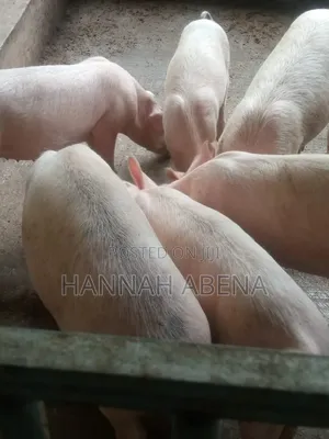 Farm Land With Pigs