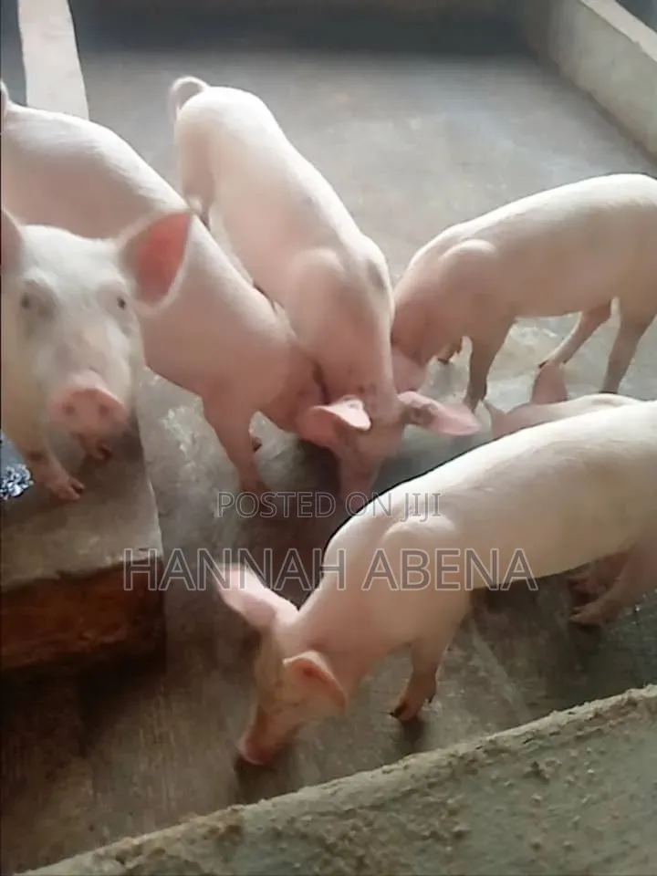 Farm Land With Pigs