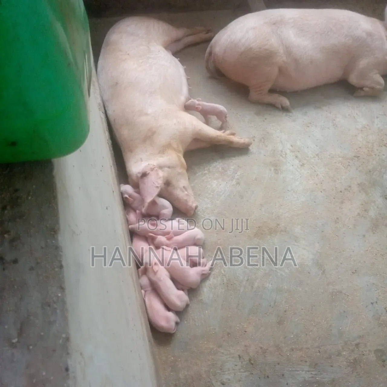 Farm Land With Pigs