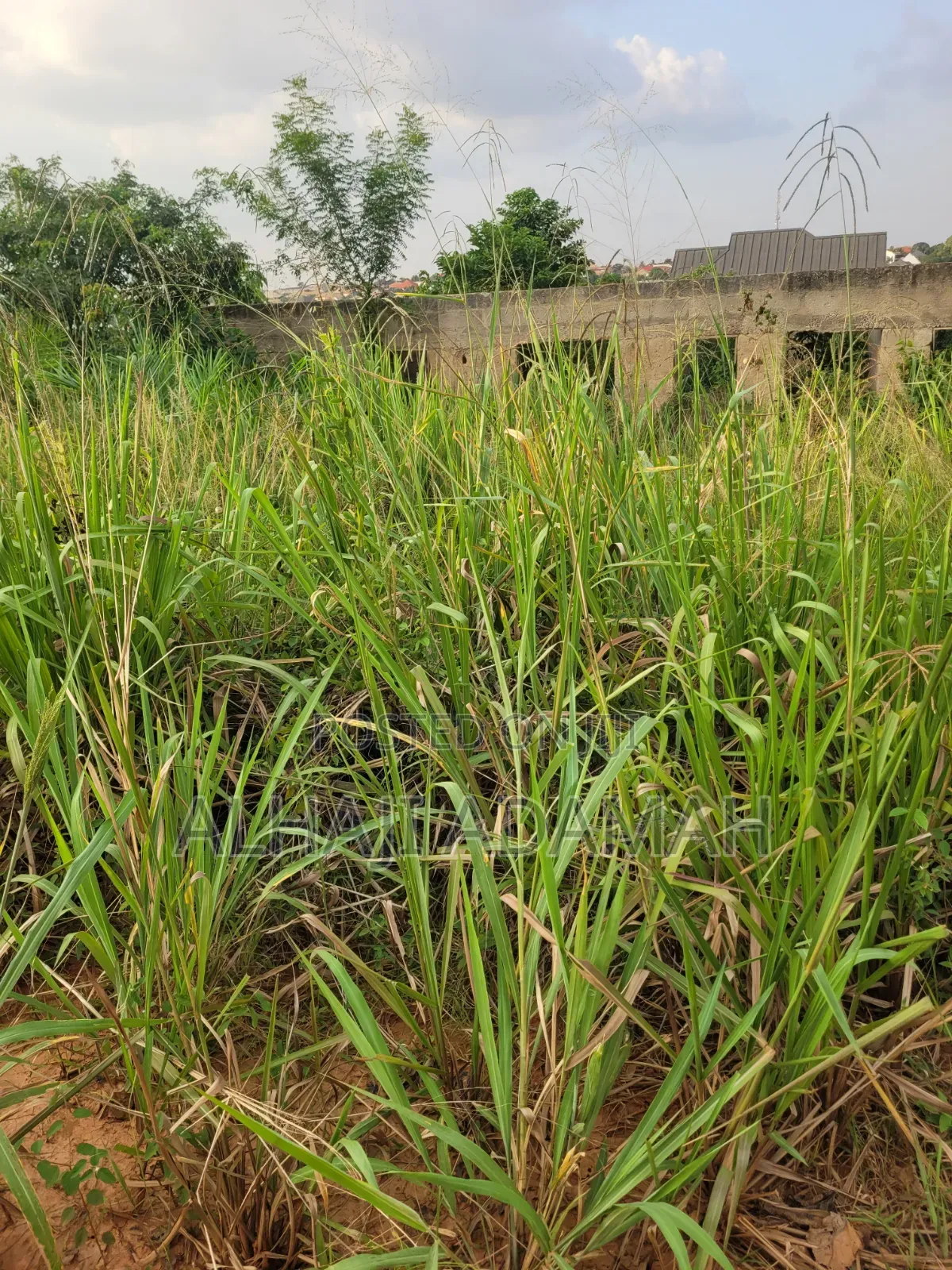 Half Plot for Sale at Santa'si Darko Near Main Road